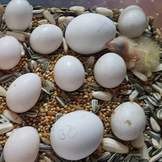 We are Suppliers of Exotic Bird Eggs